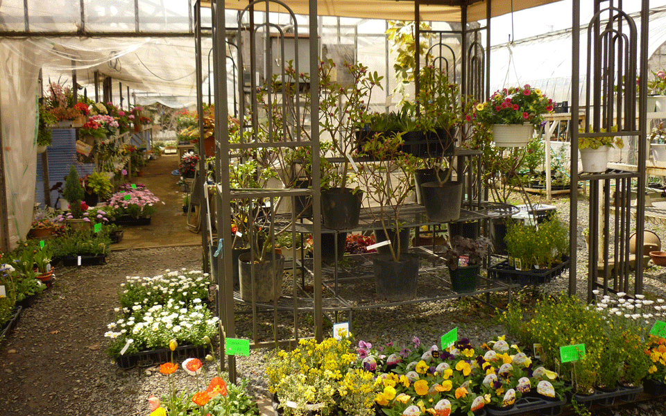 岩手県北上市の造園・園芸・植木 株式会社京風園/店内販売