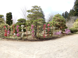 岩手県北上市の造園・園芸・植木 ㈱京風園/植木④