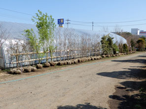岩手県北上市の造園・園芸・植木 ㈱京風園/植木⑤